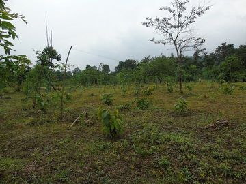 SE VENDE HERMOSA FINCA AGRÍCOLA 20 HAS. EL SILENCIO – LA UNIÓN – QUININDÉ – ESMERALDAS - ECUADOR