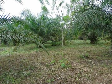 SE VENDE HERMOSA FINCA AGRÍCOLA 20 HAS. EL SILENCIO – LA UNIÓN – QUININDÉ – ESMERALDAS - ECUADOR