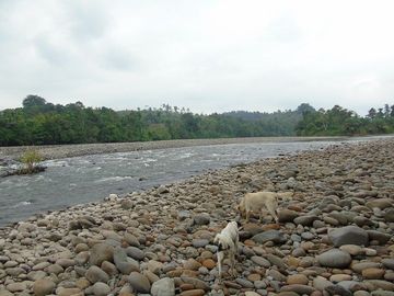 SE VENDE HERMOSA FINCA AGRÍCOLA 20 HAS. EL SILENCIO – LA UNIÓN – QUININDÉ – ESMERALDAS - ECUADOR
