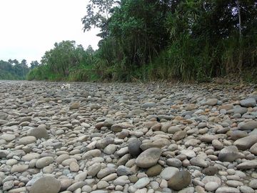 SE VENDE HERMOSA FINCA AGRÍCOLA 20 HAS. EL SILENCIO – LA UNIÓN – QUININDÉ – ESMERALDAS - ECUADOR