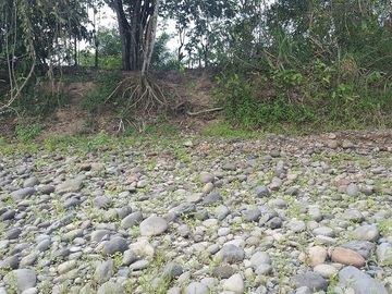SE VENDE HERMOSA FINCA AGRÍCOLA 20 HAS. EL SILENCIO – LA UNIÓN – QUININDÉ – ESMERALDAS - ECUADOR