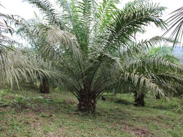 SE VENDE FINCA AGRÍCOLA DE 104 HAS.  MOMPICHE - MUISNE - ESMERALDAS - ECUADOR
