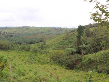 SE VENDE FINCA AGRÍCOLA DE 104 HAS.  MOMPICHE - MUISNE - ESMERALDAS - ECUADOR