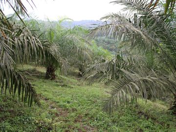 SE VENDE FINCA AGRÍCOLA DE 104 HAS.  MOMPICHE - MUISNE - ESMERALDAS - ECUADOR