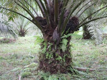 SE VENDE FINCA AGRÍCOLA DE 104 HAS.  MOMPICHE - MUISNE - ESMERALDAS - ECUADOR