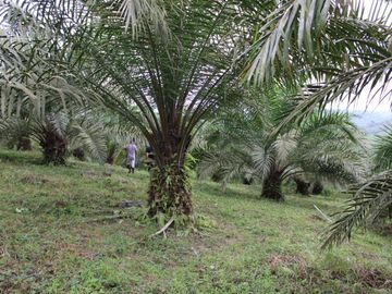SE VENDE FINCA AGRÍCOLA DE 104 HAS.  MOMPICHE - MUISNE - ESMERALDAS - ECUADOR