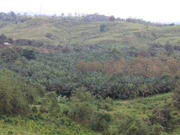 SE VENDE FINCA AGRÍCOLA DE 104 HAS.  MOMPICHE - MUISNE - ESMERALDAS - ECUADOR