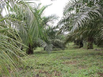 SE VENDE FINCA AGRÍCOLA DE 104 HAS.  MOMPICHE - MUISNE - ESMERALDAS - ECUADOR