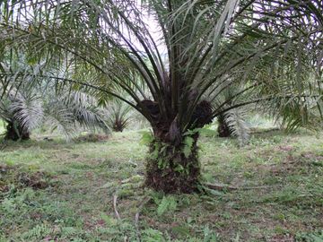 SE VENDE FINCA AGRÍCOLA DE 104 HAS.  MOMPICHE - MUISNE - ESMERALDAS - ECUADOR