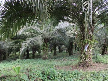 SE VENDE FINCA AGRÍCOLA DE 104 HAS.  MOMPICHE - MUISNE - ESMERALDAS - ECUADOR