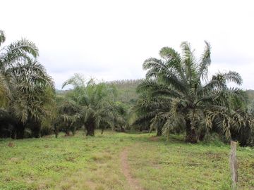 SE VENDE FINCA AGRÍCOLA DE 104 HAS.  MOMPICHE - MUISNE - ESMERALDAS - ECUADOR