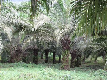 SE VENDE FINCA AGRÍCOLA DE 104 HAS.  MOMPICHE - MUISNE - ESMERALDAS - ECUADOR