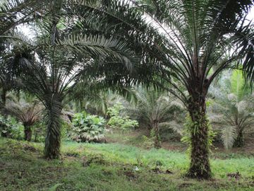 SE VENDE FINCA AGRÍCOLA DE 104 HAS.  MOMPICHE - MUISNE - ESMERALDAS - ECUADOR