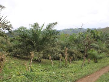 SE VENDE FINCA AGRÍCOLA DE 104 HAS.  MOMPICHE - MUISNE - ESMERALDAS - ECUADOR