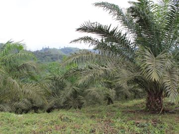 SE VENDE FINCA AGRÍCOLA DE 104 HAS.  MOMPICHE - MUISNE - ESMERALDAS - ECUADOR