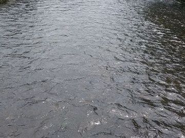 SE VENDE FINCA AGRÍCOLA DE 104 HAS.  MOMPICHE - MUISNE - ESMERALDAS - ECUADOR