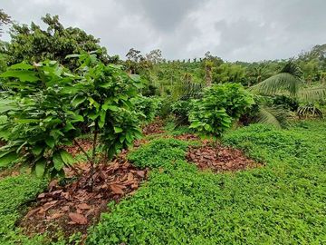 SE VENDE FINCA AGRICOLA EN PRODUCCIÓN 48 HAS.  ESMERALDITA - LA UNIÓN - QUININDÉ - ESMERALDAS - ECUADOR