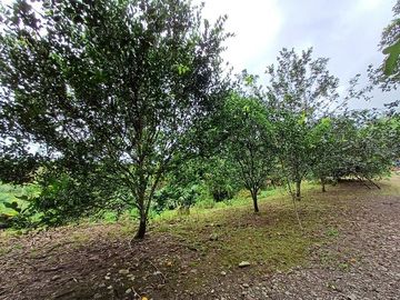 SE VENDE FINCA AGRICOLA EN PRODUCCIÓN 48 HAS.  ESMERALDITA - LA UNIÓN - QUININDÉ - ESMERALDAS - ECUADOR