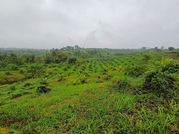 SE VENDE FINCA AGRICOLA EN PRODUCCIÓN 48 HAS.  ESMERALDITA - LA UNIÓN - QUININDÉ - ESMERALDAS - ECUADOR