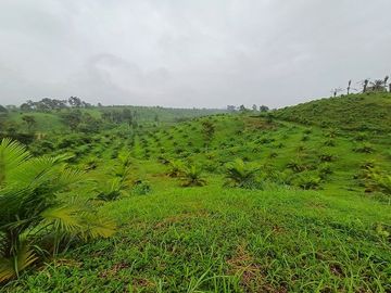 SE VENDE FINCA AGRICOLA EN PRODUCCIÓN 48 HAS.  ESMERALDITA - LA UNIÓN - QUININDÉ - ESMERALDAS - ECUADOR