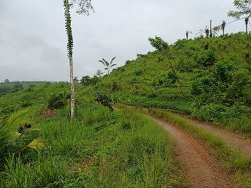 SE VENDE FINCA AGRICOLA EN PRODUCCIÓN 48 HAS.  ESMERALDITA - LA UNIÓN - QUININDÉ - ESMERALDAS - ECUADOR