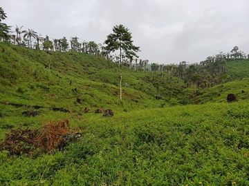 SE VENDE FINCA AGRICOLA EN PRODUCCIÓN 48 HAS.  ESMERALDITA - LA UNIÓN - QUININDÉ - ESMERALDAS - ECUADOR