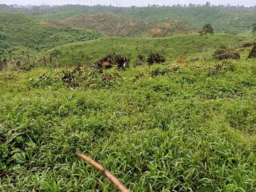 SE VENDE FINCA AGRICOLA EN PRODUCCIÓN 48 HAS.  ESMERALDITA - LA UNIÓN - QUININDÉ - ESMERALDAS - ECUADOR