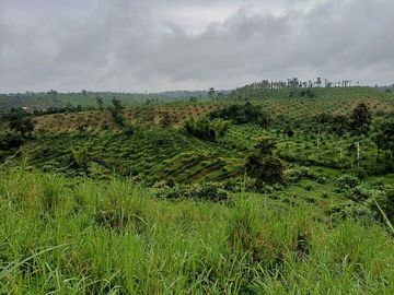 SE VENDE FINCA AGRICOLA EN PRODUCCIÓN 48 HAS.  ESMERALDITA - LA UNIÓN - QUININDÉ - ESMERALDAS - ECUADOR