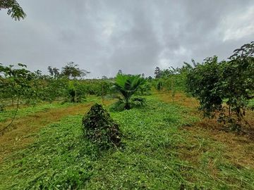 SE VENDE FINCA AGRICOLA EN PRODUCCIÓN 48 HAS.  ESMERALDITA - LA UNIÓN - QUININDÉ - ESMERALDAS - ECUADOR