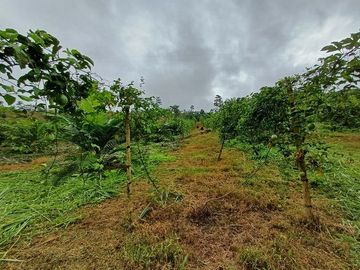 SE VENDE FINCA AGRICOLA EN PRODUCCIÓN 48 HAS.  ESMERALDITA - LA UNIÓN - QUININDÉ - ESMERALDAS - ECUADOR