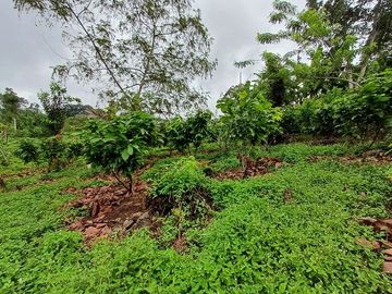 SE VENDE FINCA AGRICOLA EN PRODUCCIÓN 48 HAS.  ESMERALDITA - LA UNIÓN - QUININDÉ - ESMERALDAS - ECUADOR