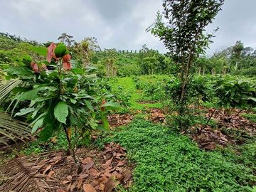 SE VENDE FINCA AGRICOLA EN PRODUCCIÓN 48 HAS.  ESMERALDITA - LA UNIÓN - QUININDÉ - ESMERALDAS - ECUADOR
