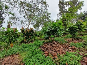 SE VENDE FINCA AGRICOLA EN PRODUCCIÓN 48 HAS.  ESMERALDITA - LA UNIÓN - QUININDÉ - ESMERALDAS - ECUADOR
