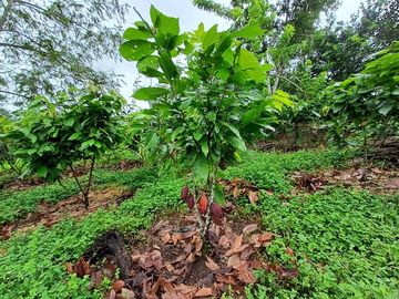 SE VENDE FINCA AGRICOLA EN PRODUCCIÓN 48 HAS.  ESMERALDITA - LA UNIÓN - QUININDÉ - ESMERALDAS - ECUADOR