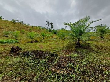 SE VENDE FINCA AGRICOLA EN PRODUCCIÓN 48 HAS.  ESMERALDITA - LA UNIÓN - QUININDÉ - ESMERALDAS - ECUADOR