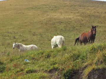 SE VENDE DE OPORTUNIDAD HERMOSA HACIENDA AGRICOLA 678 HAS. LATACUNGA – COTOPAXI – ECUADOR