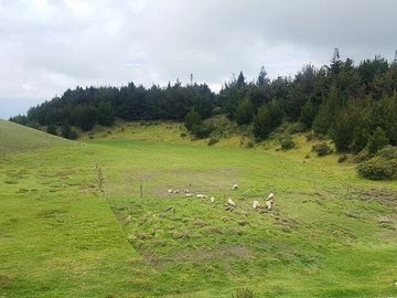 SE VENDE DE OPORTUNIDAD HERMOSA HACIENDA AGRICOLA 678 HAS. LATACUNGA – COTOPAXI – ECUADOR