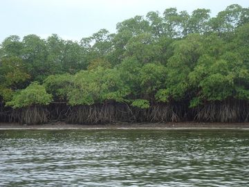 SE VENDE ISLA (BOSQUE PRIMARIO) 2.201 HECTÁREAS,  SAN LORENZO – ESMERALDAS - ECUADOR