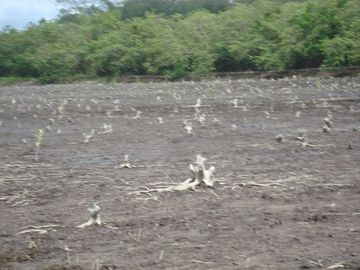 SE VENDE ISLA (BOSQUE PRIMARIO) 2.201 HECTÁREAS,  SAN LORENZO – ESMERALDAS - ECUADOR