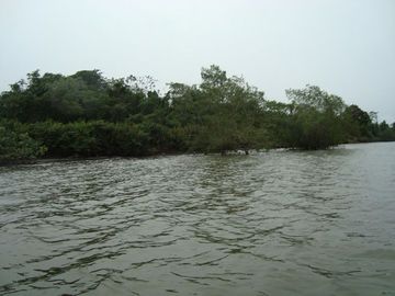 SE VENDE ISLA (BOSQUE PRIMARIO) 2.201 HECTÁREAS,  SAN LORENZO – ESMERALDAS - ECUADOR