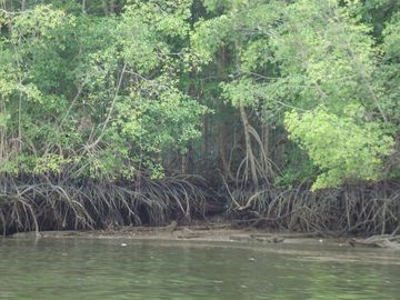 SE VENDE ISLA (BOSQUE PRIMARIO) 2.201 HECTÁREAS,  SAN LORENZO – ESMERALDAS - ECUADOR