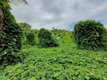 SE VENDE FINCA AGRICOLA 90 HAS.  LOS NARANJOS - QUININDÉ - ESMERALDAS - ECUADOR