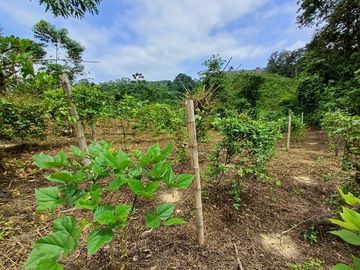 SE VENDE FINCA AGRICOLA 90 HAS.  LOS NARANJOS - QUININDÉ - ESMERALDAS - ECUADOR