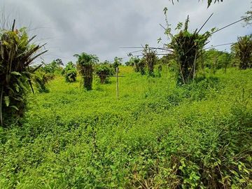 SE VENDE FINCA AGRICOLA 90 HAS.  LOS NARANJOS - QUININDÉ - ESMERALDAS - ECUADOR