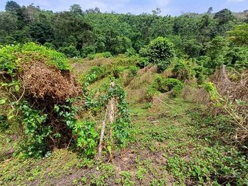 SE VENDE FINCA AGRICOLA 90 HAS.  LOS NARANJOS - QUININDÉ - ESMERALDAS - ECUADOR
