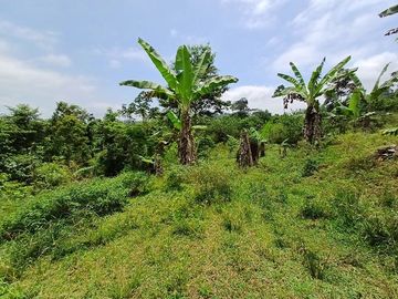 SE VENDE FINCA AGRICOLA 90 HAS.  LOS NARANJOS - QUININDÉ - ESMERALDAS - ECUADOR