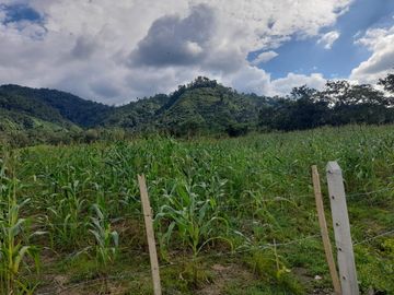 SE VENDE FINCA DE BOSQUE PRIMARIO 252,40 HECTAREAS  EL NARANJAL - GUAYAS - ECUADOR