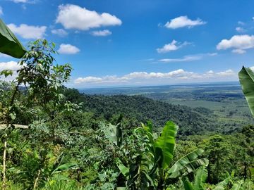 SE VENDE FINCA DE BOSQUE PRIMARIO 252,40 HECTAREAS  EL NARANJAL - GUAYAS - ECUADOR