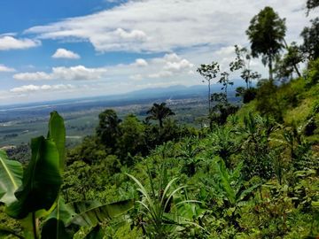 SE VENDE FINCA DE BOSQUE PRIMARIO 252,40 HECTAREAS  EL NARANJAL - GUAYAS - ECUADOR