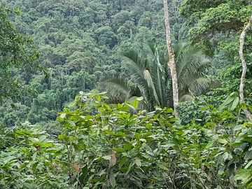 SE VENDE FINCA DE BOSQUE PRIMARIO 252,40 HECTAREAS  EL NARANJAL - GUAYAS - ECUADOR
